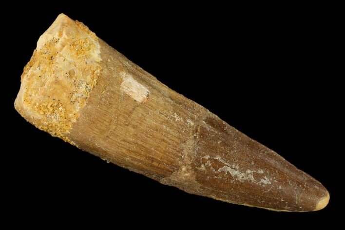 Bargain, Real Spinosaurus Tooth - Composite Tooth #131067